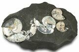 Iridescent Ammonite (Deshayesites & Aconeceras) Cluster #301329-1